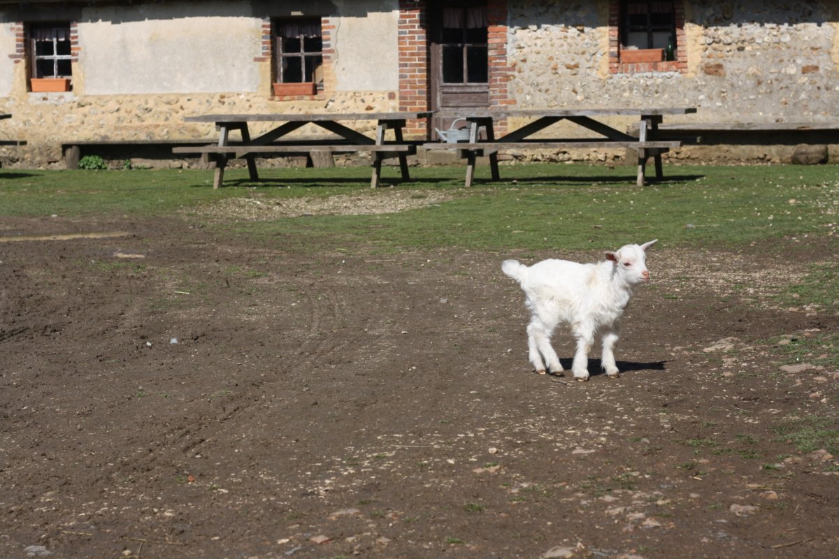 Un petit mouton dans une cour de ferme