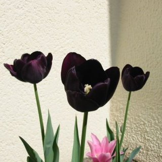 Tulipes noires (presque) — 16 mai 2006