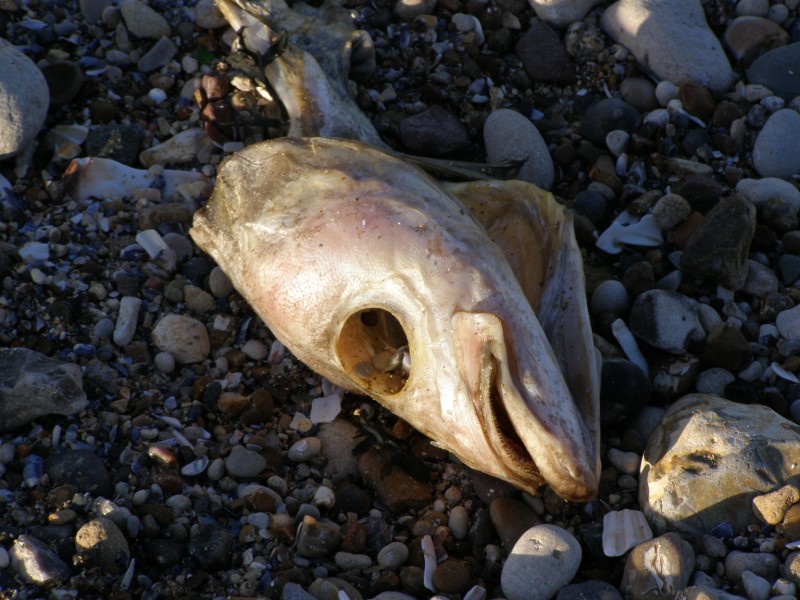 Un crâne de poisson au milieu des cailloux