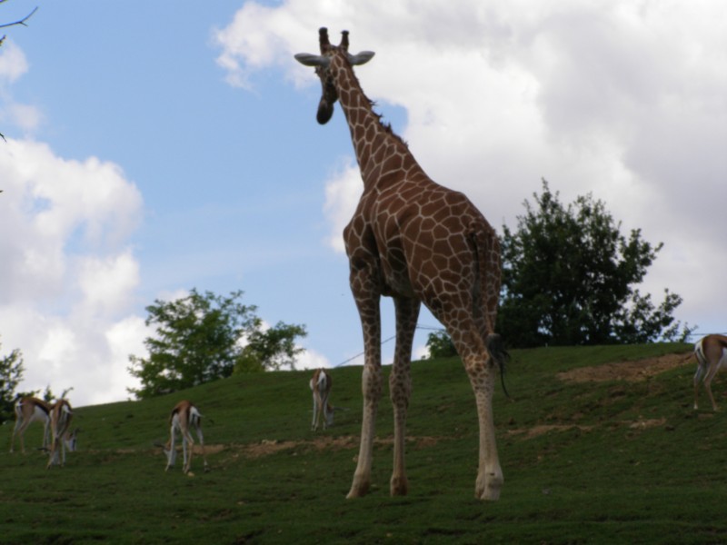 Gazelles, girafe