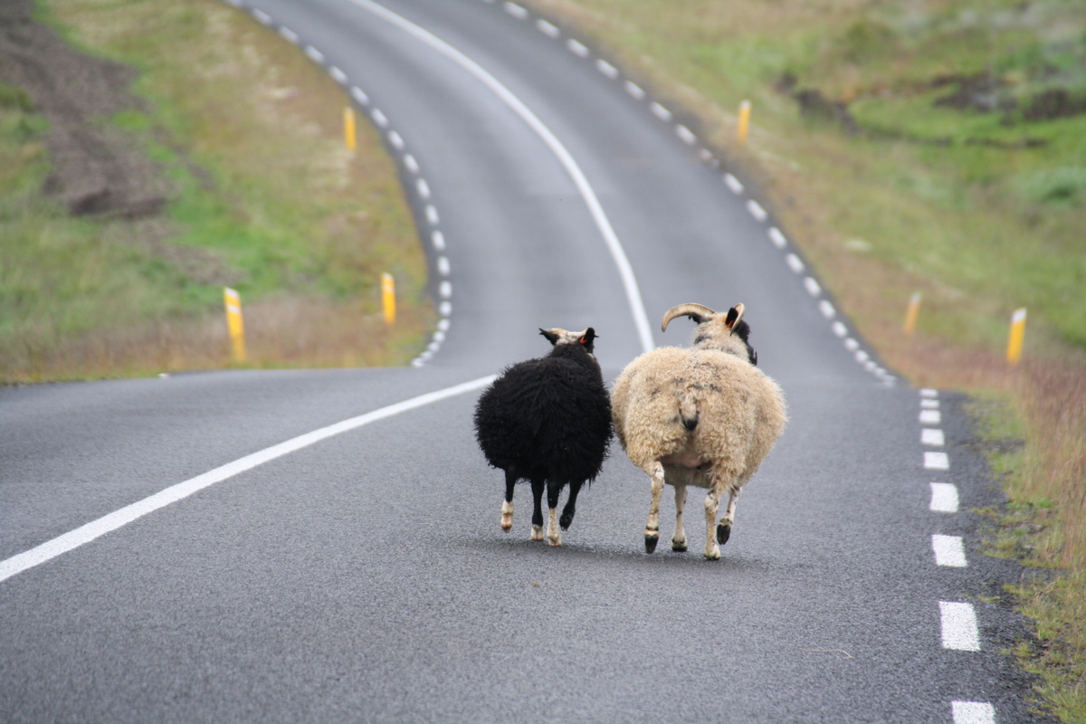 Moutons vus de dos s'enfuyant sur la route