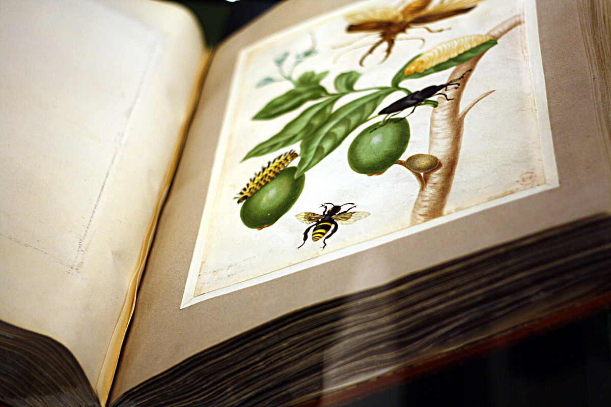 Une page d'un livre encyclopédique : insecte, chenille, branche et fruits