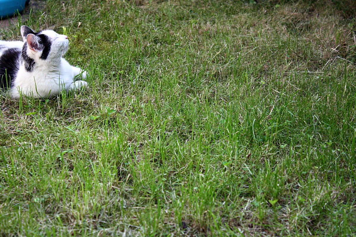 Un chat allongé dans la pelouse ferme les yeux