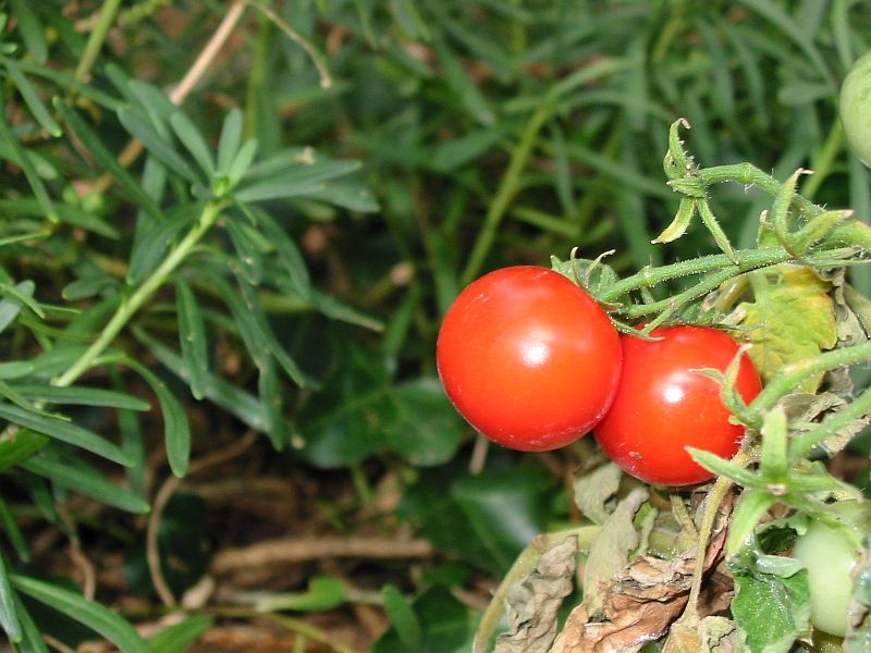 Des tomates cerises dans notre jardin