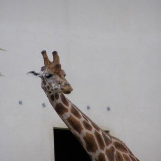 Girafe — 31 juillet 2011