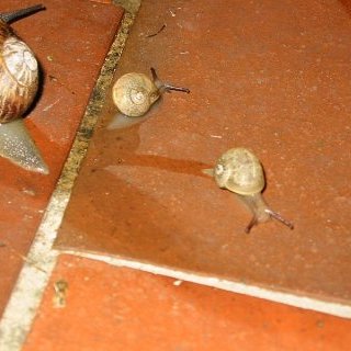 Les escargots — 7 juillet 2006